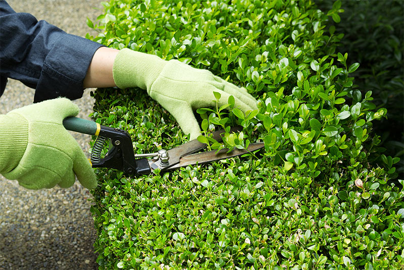 Service à la personne jardinage et bricolage à domicile